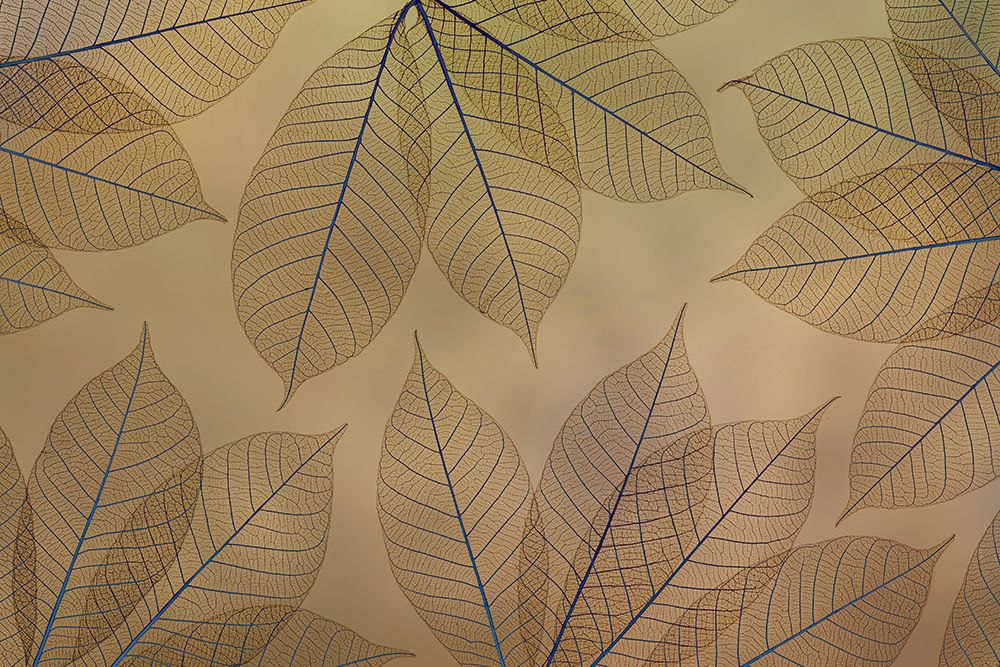 USA, Washington State, Seabeck. Pattern of skeletonized leaves.